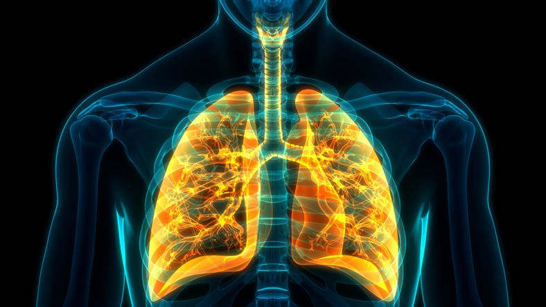 Illustration of human lungs that can be helpful in using breath to improve mental health