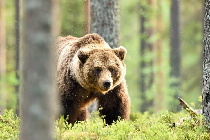 Grizzly bear in the woods.