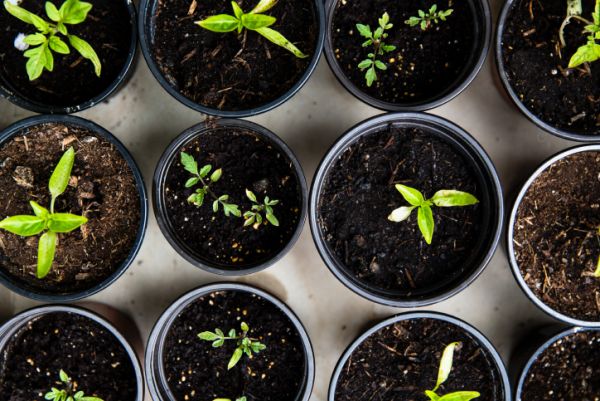 Seedlings in pots representing new life transitions