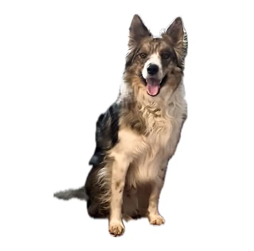 wyatt new img